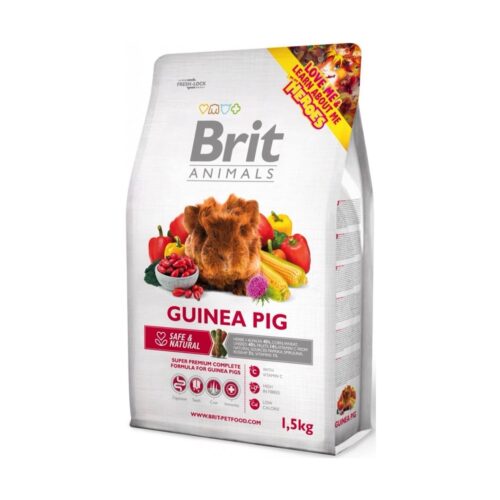 Brit Guinea pig